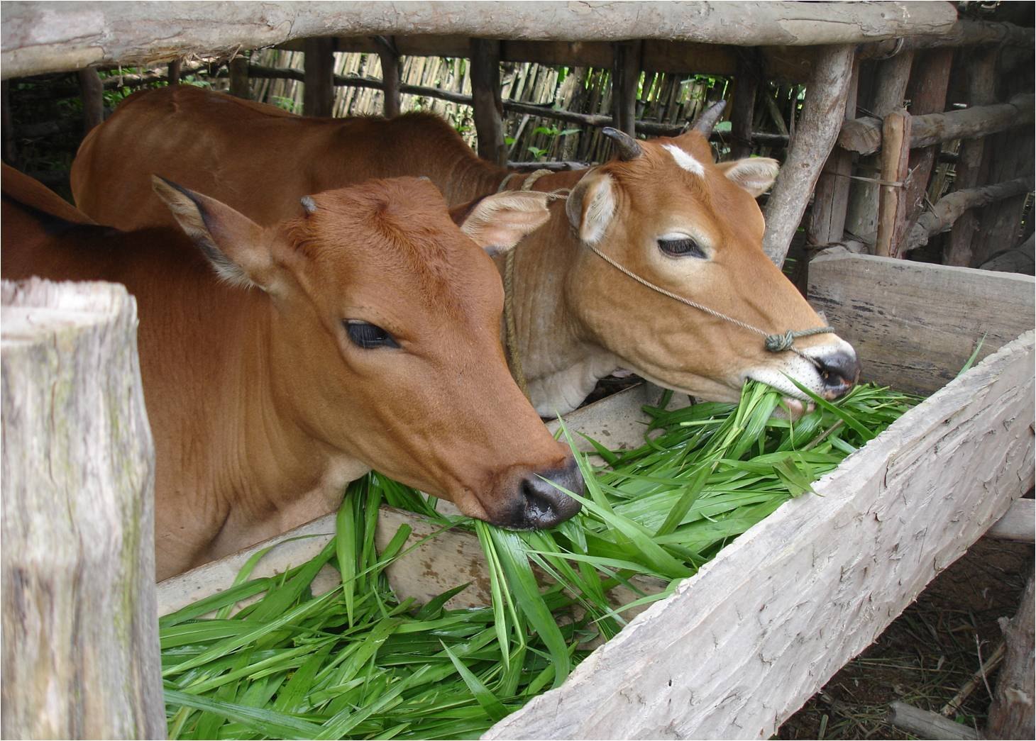 Cattle Feed