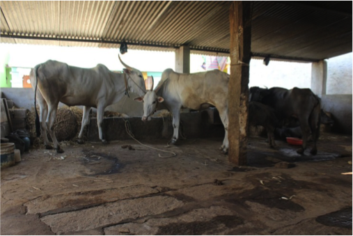 Gaushala Image 2