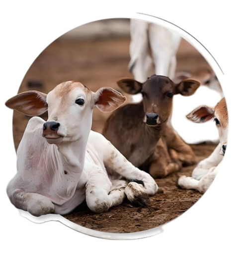 cow-welfare